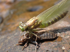 Stylogomphus albistylus