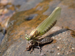 Stylogomphus albistylus