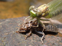 Stylogomphus albistylus