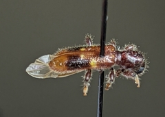 Priocera castanea