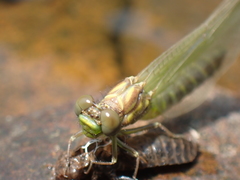 Stylogomphus albistylus