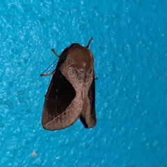 Prolimacodes montanus