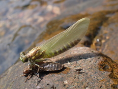 Stylogomphus albistylus