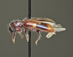 Priocera castanea