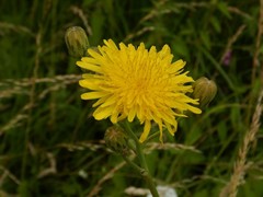 Sonchus arvensis uliginosus