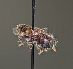Priocera castanea