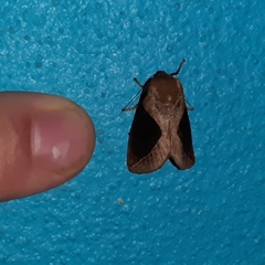 Prolimacodes montanus