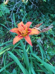 Hemerocallis fulva kwanso