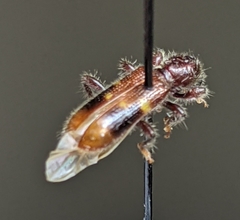 Priocera castanea