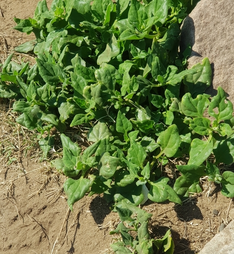 Tetragonia tetragonoides