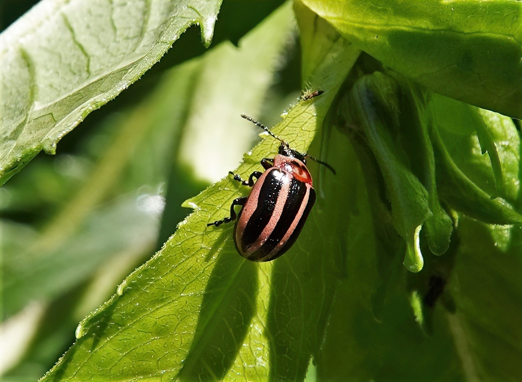 Coreopsis Beetle from Nanaimo, BC, Canada on July 25, 2021 at 09:45 AM ...