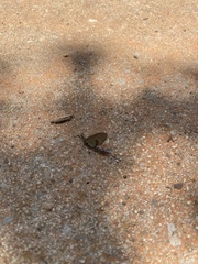 Hexagenia atrocaudata