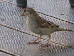 Passer domesticus balearoibericus