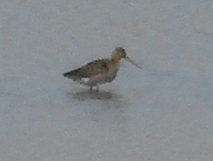 Limosa
