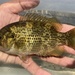 Rock Bass - Photo (c) prickly_sculpin, some rights reserved (CC BY-NC), uploaded by prickly_sculpin
