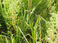 Equisetum palustre