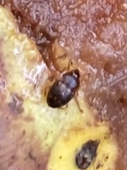 Stelidota geminata