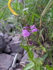 Physostegia parviflora