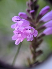 Physostegia parviflora