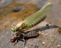 Stylogomphus albistylus