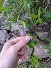 Physostegia parviflora