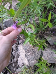 Physostegia parviflora