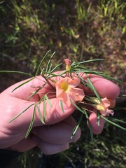 Oxalis gracilis gracilis