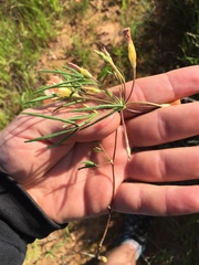 Oxalis gracilis gracilis