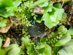 Mesoptychia collaris