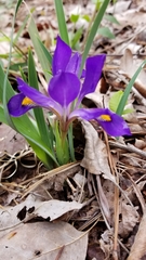 Iris verna