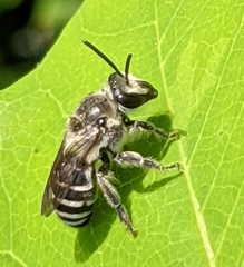 Colletes latitarsis