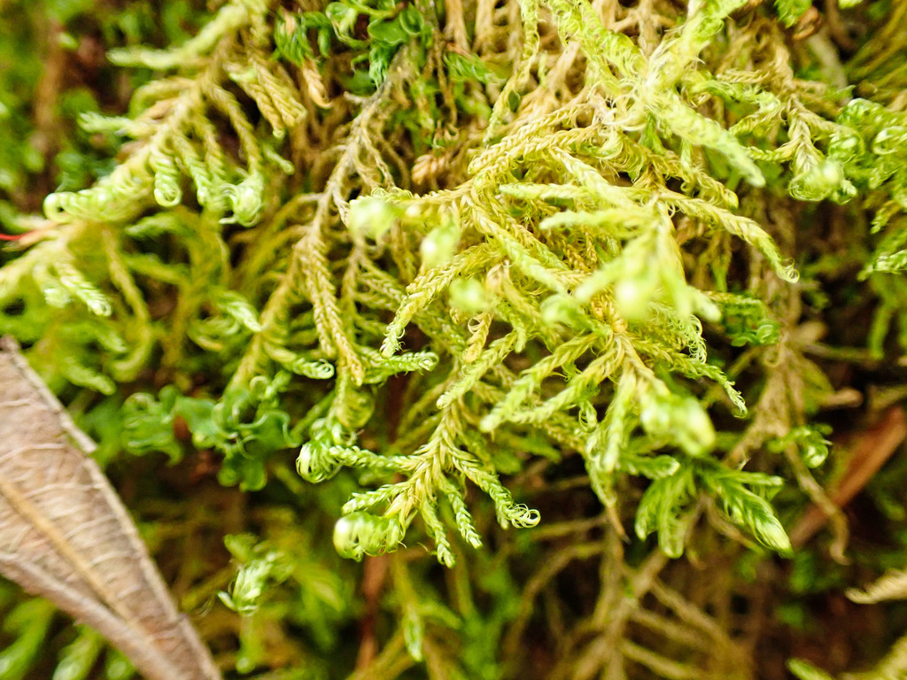 Scorpidiaceae