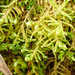 Sickle-leaved Hook-Moss - Photo (c) Alexander Rumpel, some rights reserved (CC BY-NC), uploaded by Alexander Rumpel