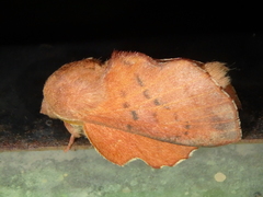 Phyllodesma joannisi