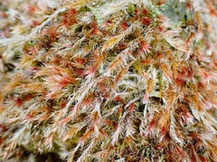 Orthothecium rufescens