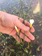 Romulea multisulcata