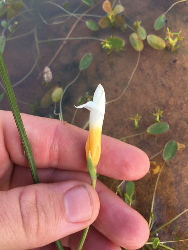 Romulea multisulcata