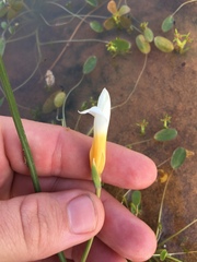 Romulea multisulcata