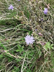 Cichorium intybus