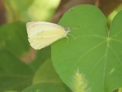 Pieris mannii