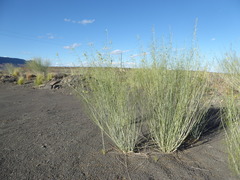 Gomphocarpus filiformis