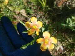 Linum berlandieri