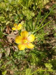 Linum berlandieri