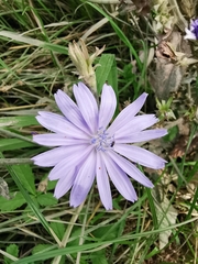 Cichorium intybus