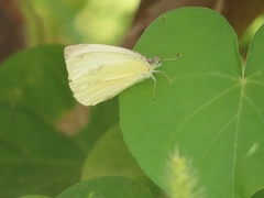 Pieris mannii