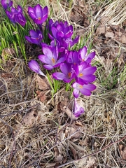 Crocus vernus