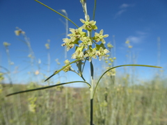 Gomphocarpus filiformis