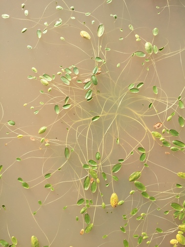 Wild mustard (Limosella grandiflora)