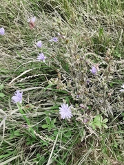 Cichorium intybus