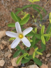 Oxalis blastorrhiza